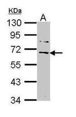 AKT3 Antibody in Western Blot (WB)