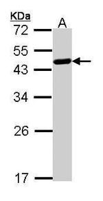 WWOX Antibody in Western Blot (WB)