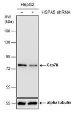 GRP78 Antibody in Western Blot (WB)