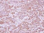 JNK3 Antibody in Immunohistochemistry (Paraffin) (IHC (P))