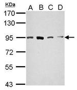 STAT5 alpha Antibody in Western Blot (WB)