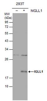 CD179b Polyclonal Antibody