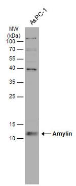 Amylin Antibody in Western Blot (WB)