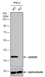 AKR1B1 Antibody in Western Blot (WB)