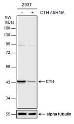 CTH Antibody in Western Blot (WB)