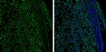 GATA2 Antibody in Immunohistochemistry (Frozen) (IHC (F))