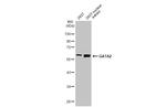GATA2 Antibody in Western Blot (WB)