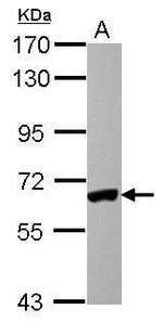 IRF5 Polyclonal Antibody