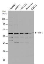 IRF5 Antibody in Western Blot (WB)