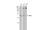 MAX Antibody in Western Blot (WB)