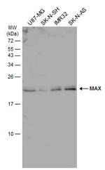 MAX Antibody in Western Blot (WB)