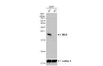 MAX Antibody in Western Blot (WB)
