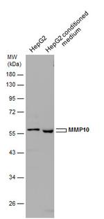 MMP10 Antibody in Western Blot (WB)