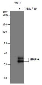 MMP10 Antibody in Western Blot (WB)