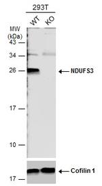 NDUFS3 Antibody in Western Blot (WB)