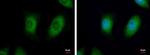 NME3 Antibody in Immunocytochemistry (ICC/IF)