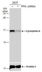 Cyclophilin A Antibody in Western Blot (WB)