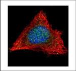 PP2A alpha Antibody in Immunocytochemistry (ICC/IF)