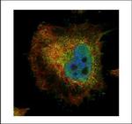 PPP2R4 Antibody in Immunocytochemistry (ICC/IF)
