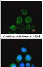 SHP2 Antibody in Immunocytochemistry (ICC/IF)