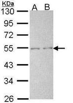 SHP2 Antibody in Western Blot (WB)