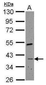 RFC4 Antibody in Western Blot (WB)
