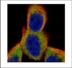 S6 Antibody in Immunocytochemistry (ICC/IF)
