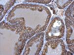 Seryl-tRNA synthetase Antibody in Immunohistochemistry (Paraffin) (IHC (P))
