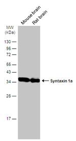 Syntaxin 1 Antibody in Western Blot (WB)