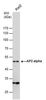 AP2 alpha Antibody in Western Blot (WB)