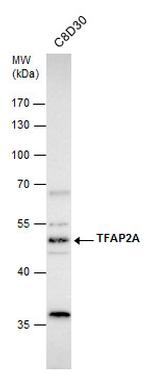 AP2 alpha Antibody in Western Blot (WB)