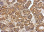 VEGFC Polyclonal Antibody