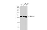 14-3-3 eta Polyclonal Antibody
