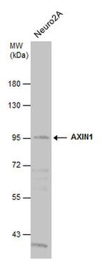 AXIN1 Antibody in Western Blot (WB)