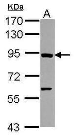AXIN1 Antibody in Western Blot (WB)
