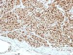 Pirin Antibody in Immunohistochemistry (Paraffin) (IHC (P))
