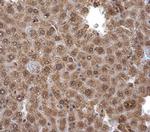Pirin Antibody in Immunohistochemistry (Paraffin) (IHC (P))