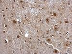 Pirin Antibody in Immunohistochemistry (Paraffin) (IHC (P))