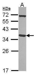 Pirin Antibody in Western Blot (WB)
