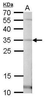 Pirin Antibody in Western Blot (WB)