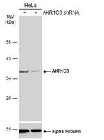 AKR1C3 Antibody in Western Blot (WB)