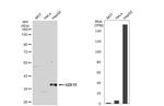 GDF15 Antibody in Western Blot (WB)