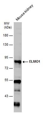 ELMO1 Antibody in Western Blot (WB)