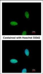 TRAF3IP2 Polyclonal Antibody