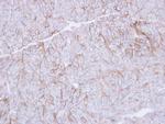 CD147 Polyclonal Antibody
