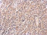 Caspase 4 Polyclonal Antibody