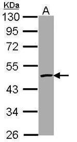 Caspase 4 Antibody in Western Blot (WB)