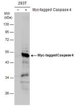 Caspase 4 Antibody in Western Blot (WB)