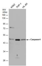 Caspase 4 Antibody in Western Blot (WB)