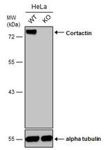 Cortactin Antibody in Western Blot (WB)